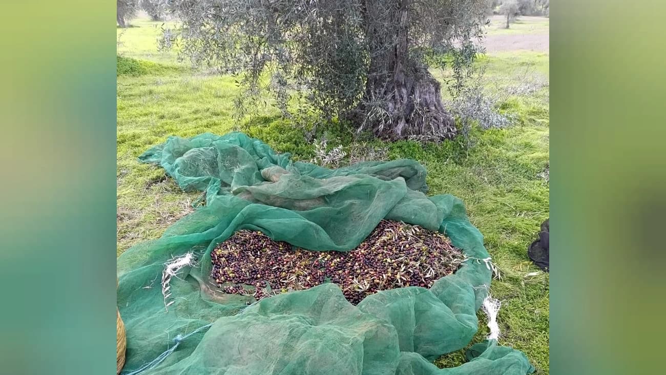 Apreensão da GNR @GNR