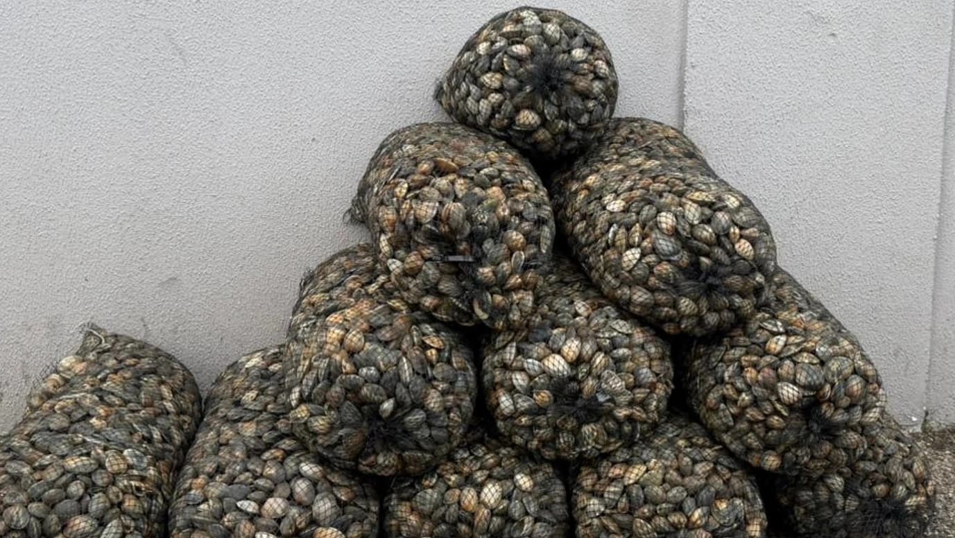 Material apreendido @GNR Setúbal