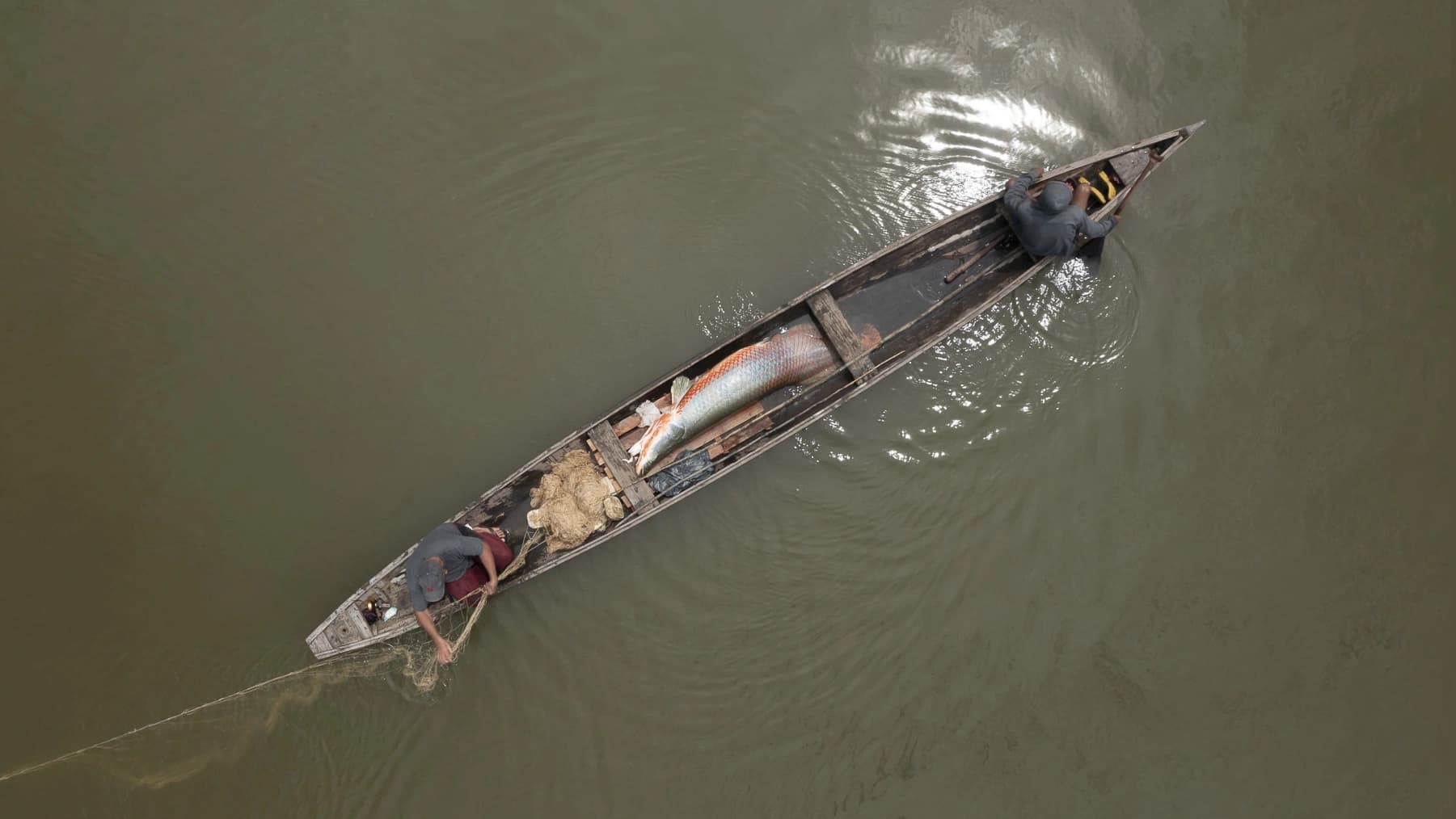 Transporte de pirarucus manejado de forma sustentável num lago de manejo no Território Médio Juruá @Marcos Amend