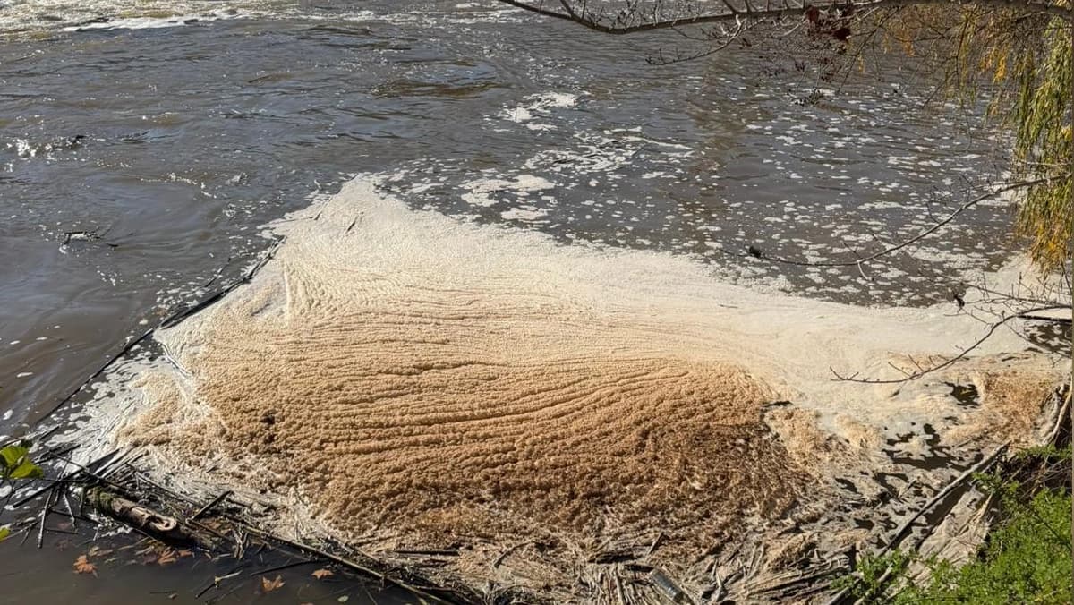 Degradação da qualidade da água no Rio Nabão @CM Tomar