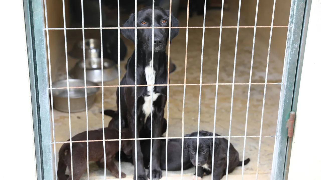 Adoção de animais @CM Cantanhede