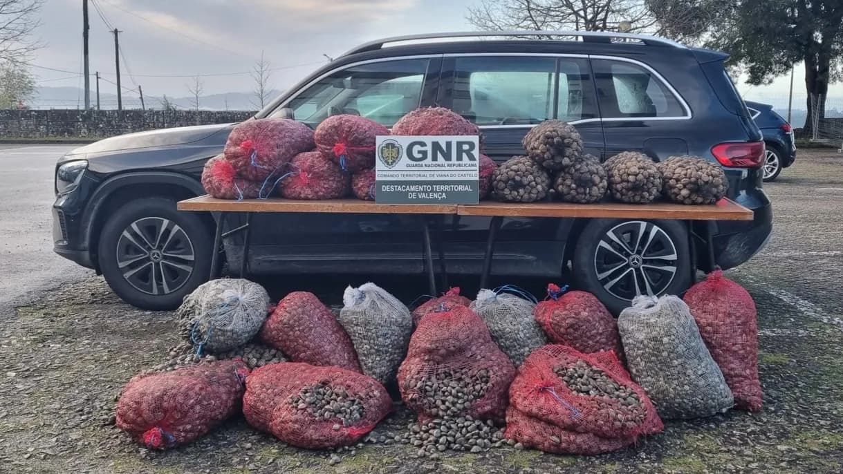 Apreensão de mais de uma tonelada de Bivalves @GNR