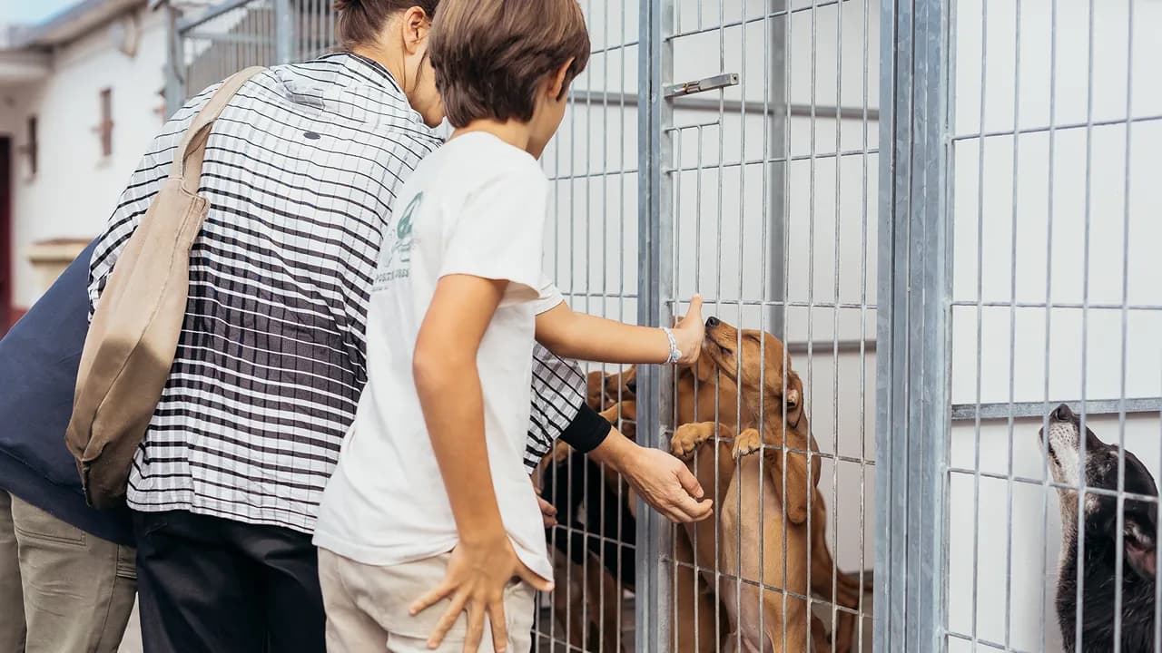 Dia Aberto no Canil Municipal @CMC