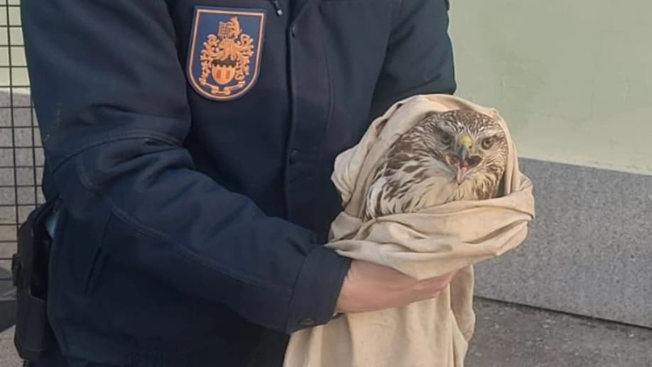 SEPNA recolhe águia de asa redonda @GNR Castelo Branco