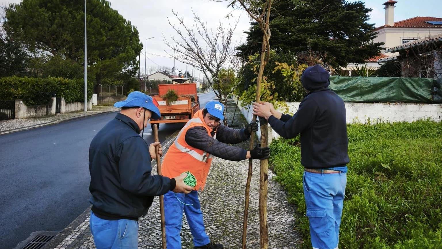 INOVA planta jacarandás @CM Cantanhede