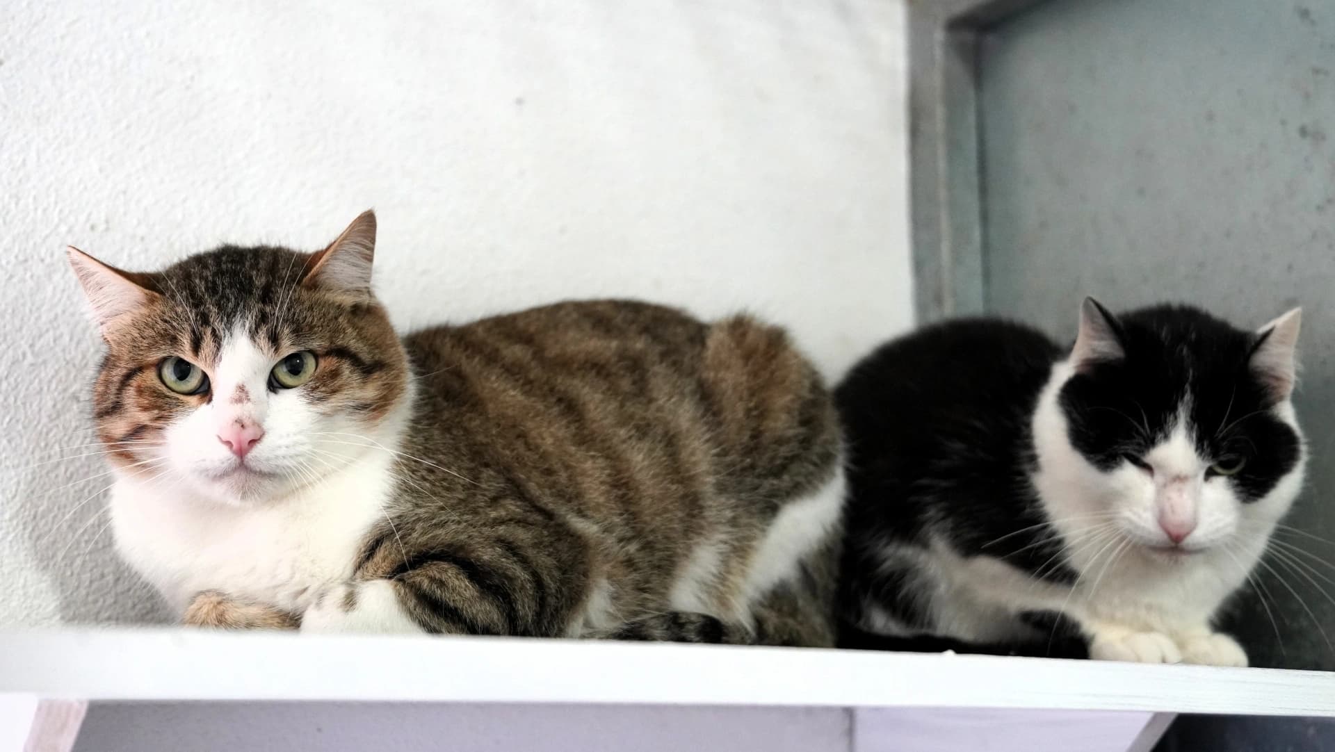 Gatos @CM Albergaria a Velha