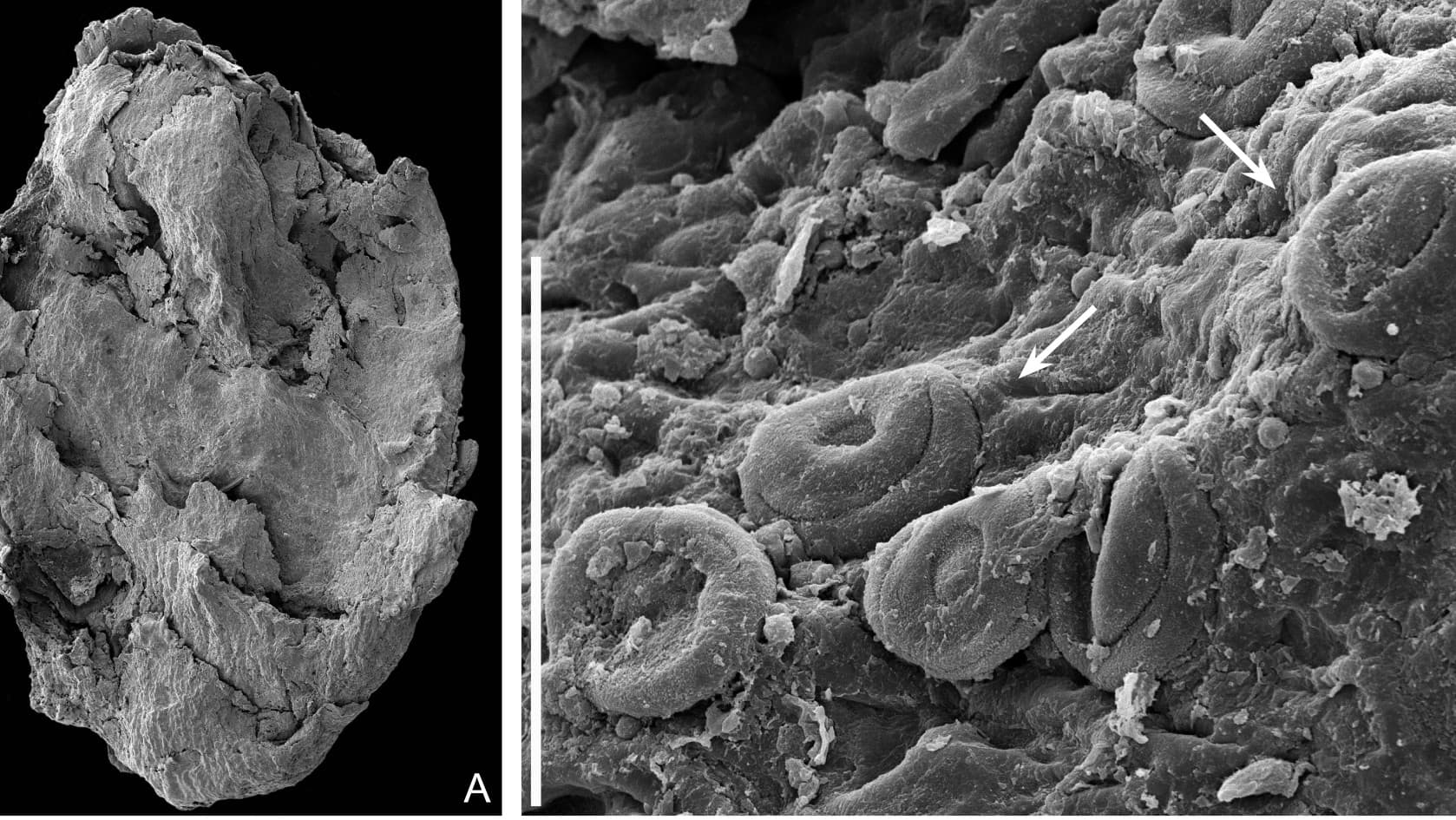 Figura 1. Imagens obtidas a partir e microscopia eletrónica de varrimento. A. Cone masculino pertencente à espécie Classostrobus amealensis exibindo microsporófilos imbricados dispostos helicoidalmente. B. Grãos de pólen atribuíveis a Classopollis martinotii observados no cone masculino ilustrado em A @FCTUC