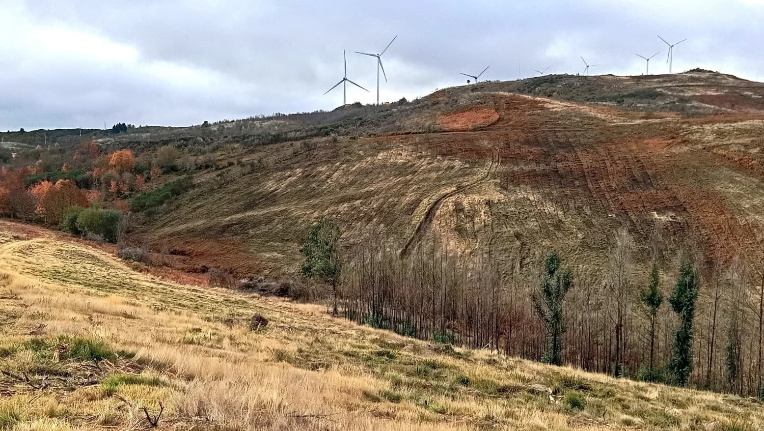 Projeto florestal garante recuperação ambiental de Lamego @CM Lamego