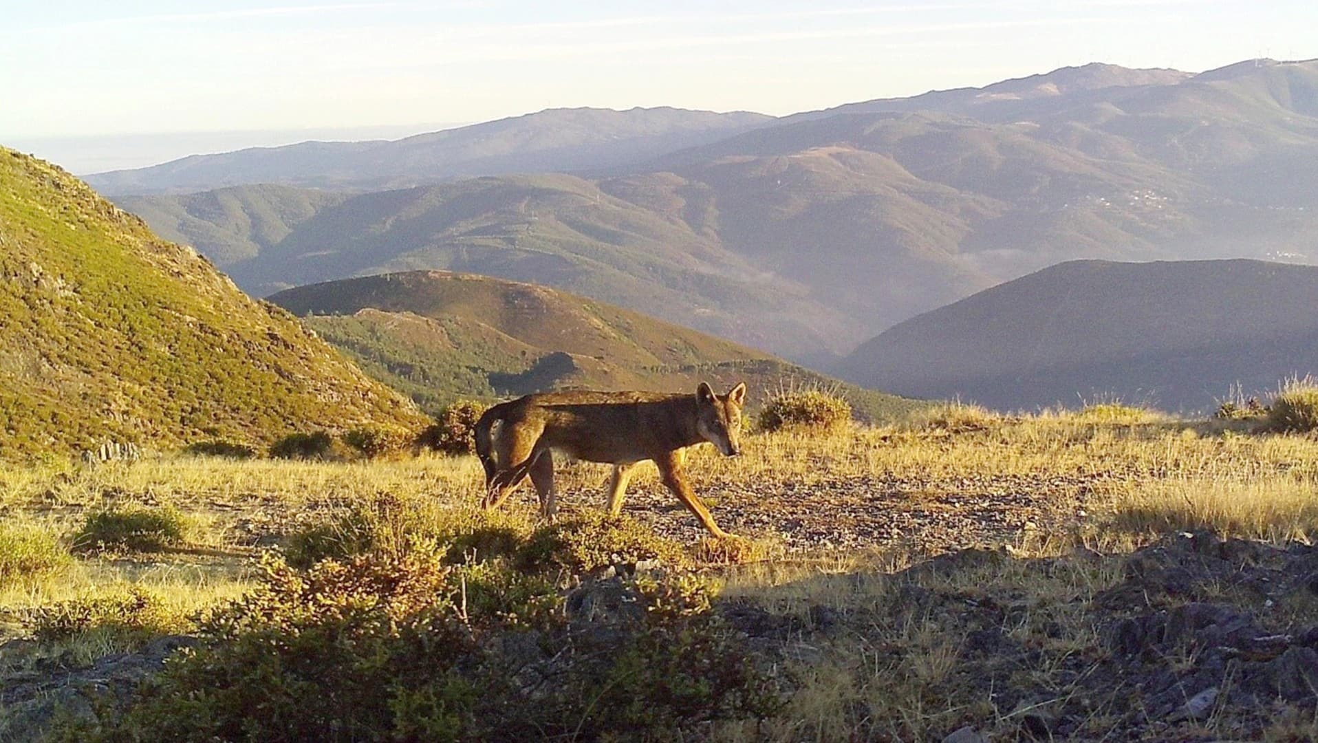 Lobo ibérico @ UVS-ACHLI