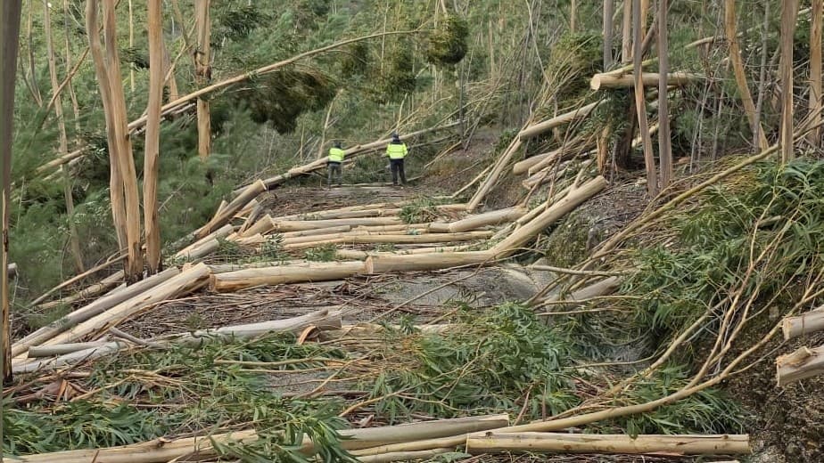 Vila de Rei avança com limpeza da rede viária florestal @CM Vila de Rei