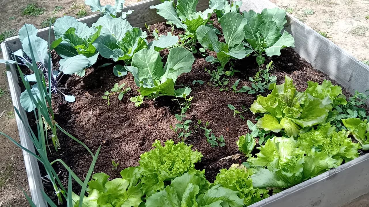 Caixas de cultivo @Junta de Freguesia de Ferreira do Zêzere