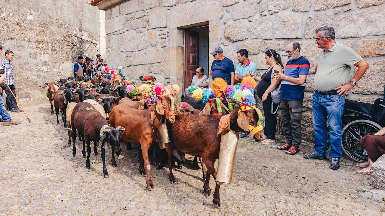 Festa dos Pastores e da Transumância no Monte Nossa Senhora do Castelo @CM Mangualde