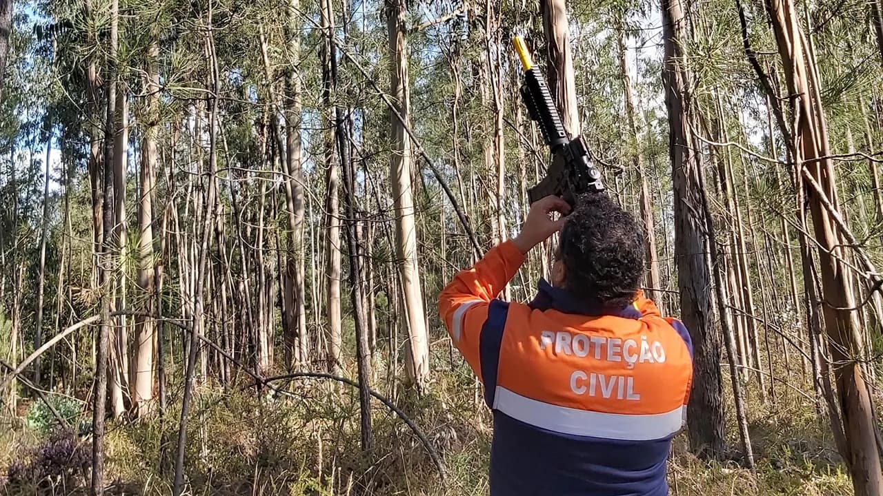 Destruição de ninhos de vespa asiática @CM Cantanhede