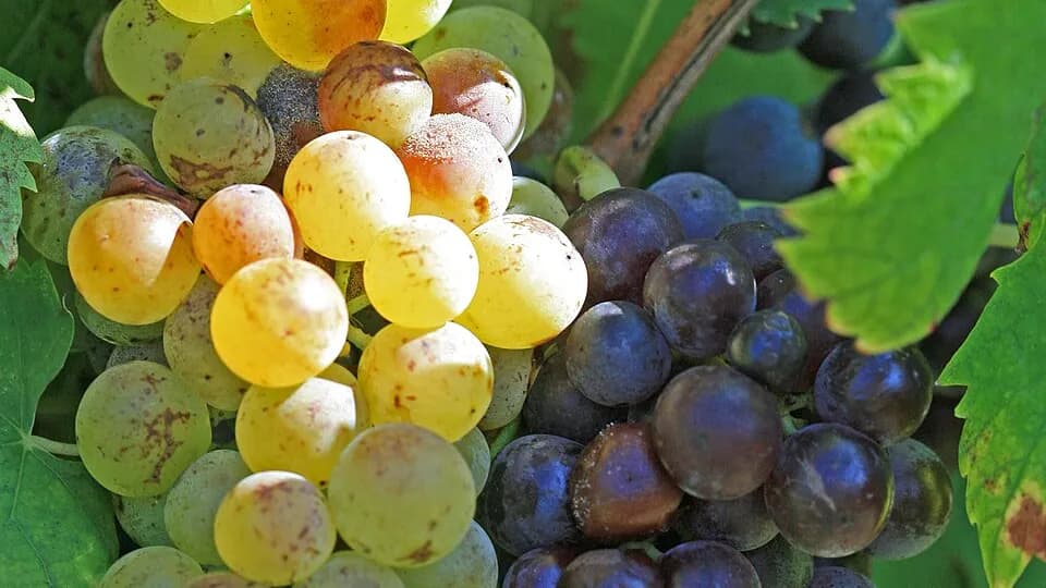 Uva moscatel @ Jean-Marc Rosier / Wikimedia
