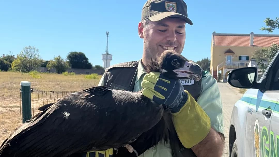 SEPNA resgatou abutre preto juvenil ferido @GNR